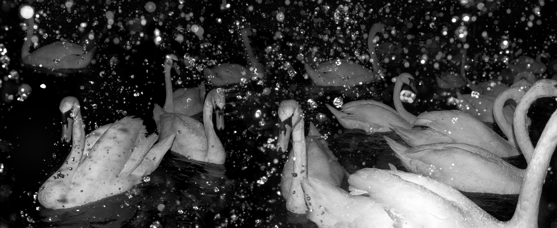 Ten Thousand Drops of Rain, 2025